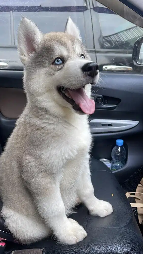 jual husky jumbo premium