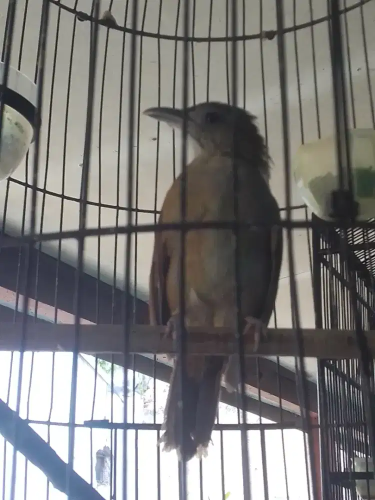 KAPAS TEMBAK 1 JUTA HARIAN GAK BISU