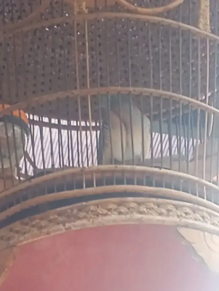 Murah PerkututBangkok gacordor suara gede cantolin teras sambil ngopy