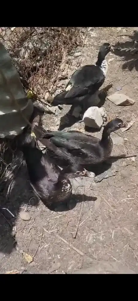 Di jual entok dewasa