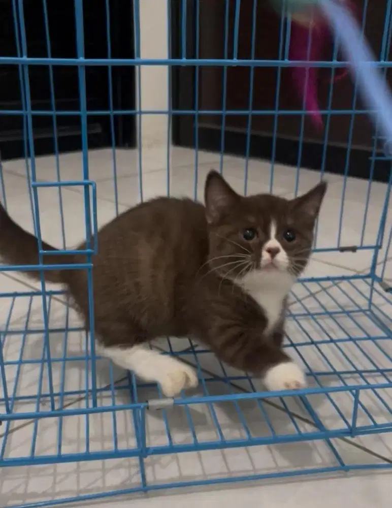 Bsh munchkin bico coco jantan