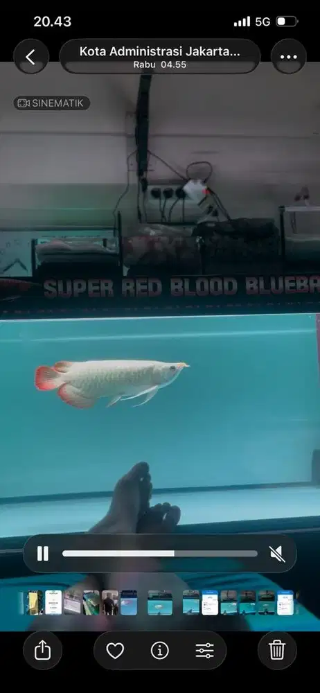 Jual full set Ikan arwana + aquarium