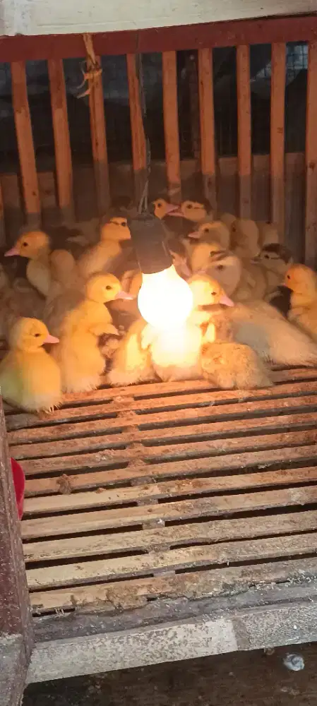 Minthi Entok Jumbo dan Rambon