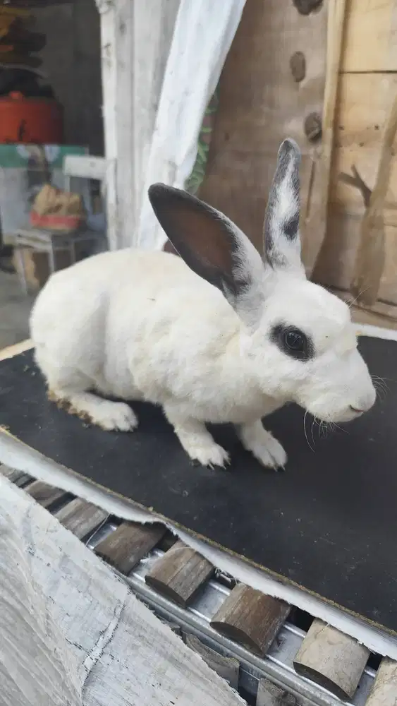 Kelinci hias lucu motif panda & jinak