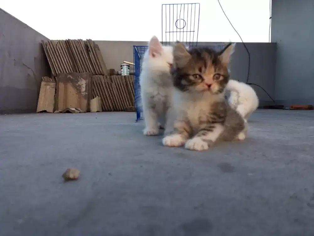 Jual kitten persia flatnose bulu kapas pure