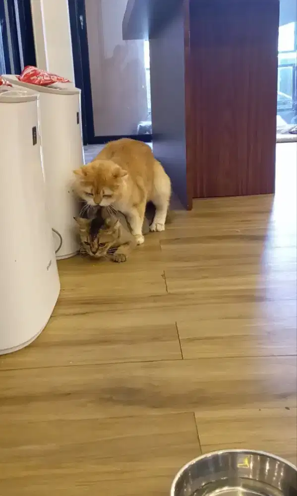 Kucing British Golden NY25 betina prediksi hamil