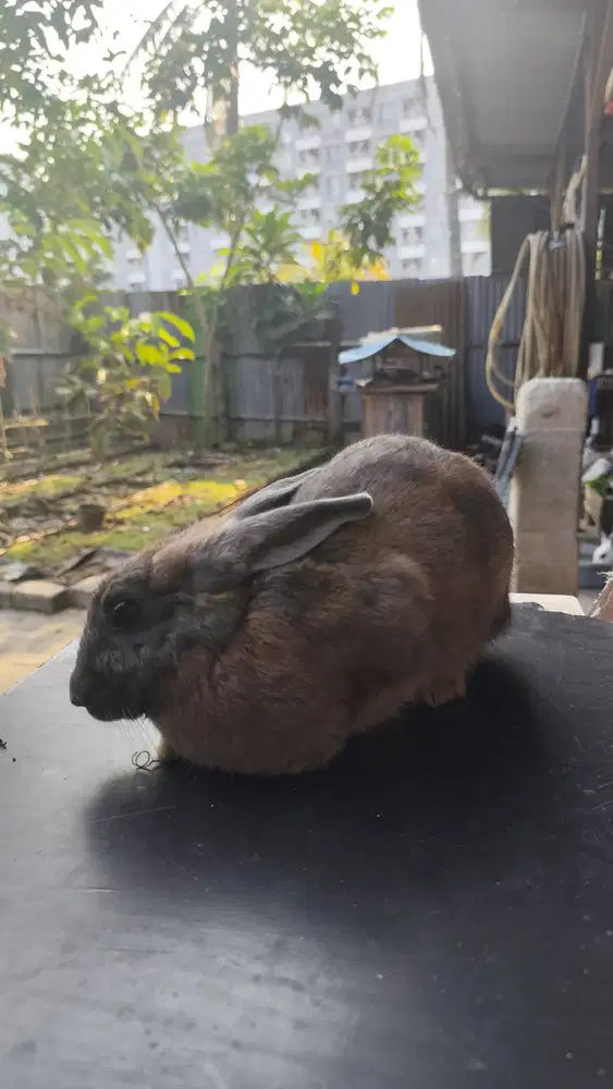 Kelinci hias lucu, gemuk & jinak