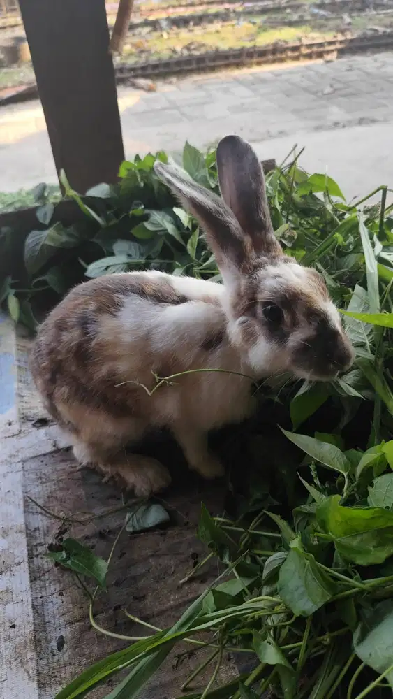 Kelinci hias lucu & jinak