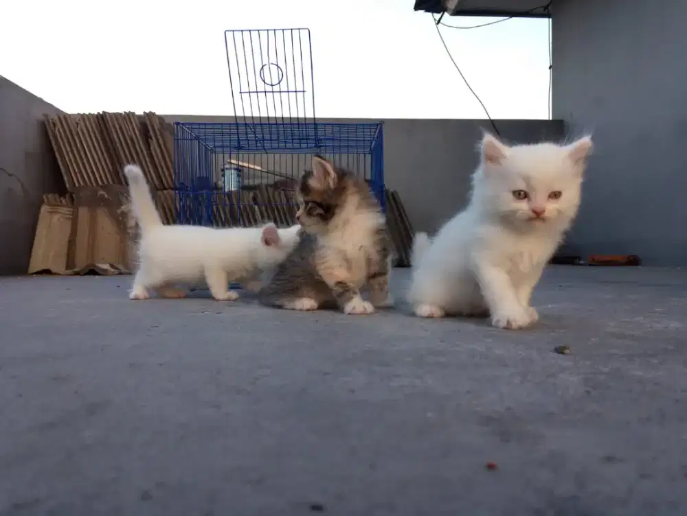 Jual kitten persia flatnose bulu kapas pure
