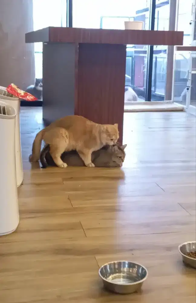 Kucing British Golden NY25 prediksi hamil