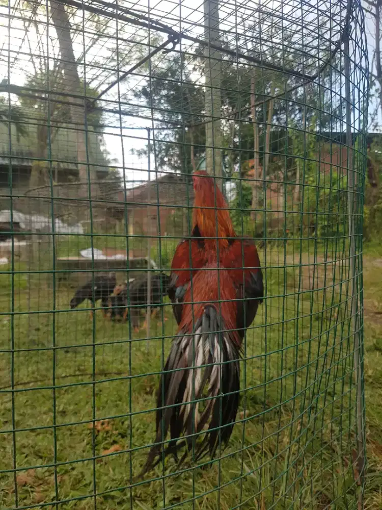 Pacek ayam semi ekor lidi