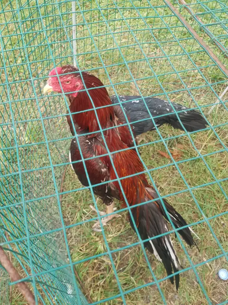 Sepasang ayam ekor lidi