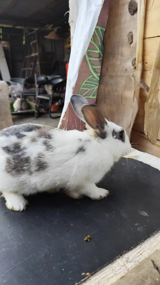 Kelinci hias lucu & jinak