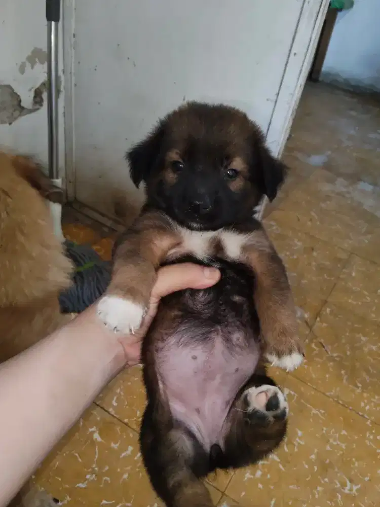 Anak anjing campuran