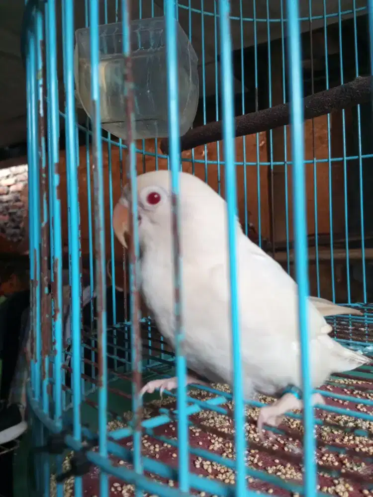 Lovebird albino mm