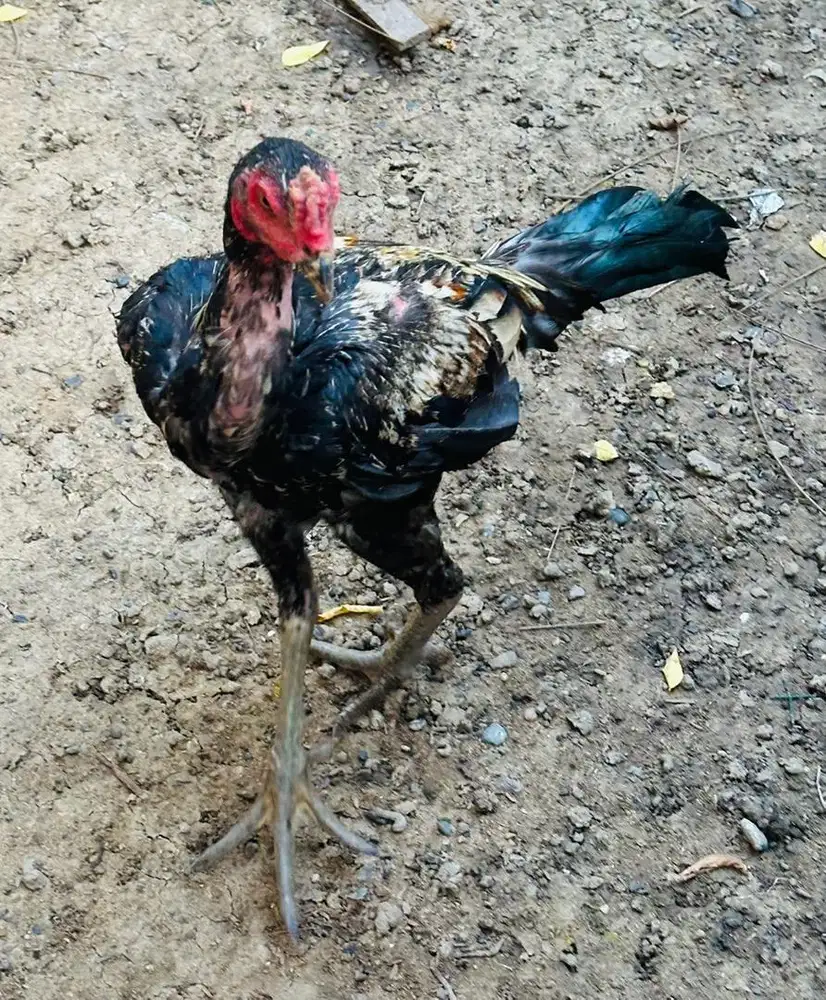 Ayam jenis pamangon