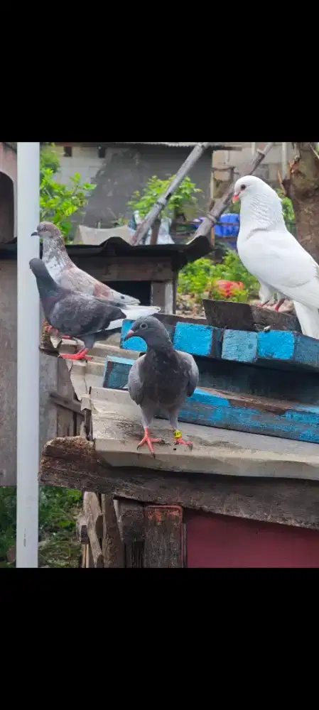 Dijual burung merpati burung dara murah