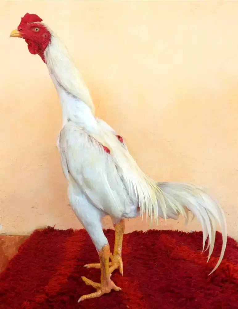 Ayam Line White King, Umur 9 Bulan, Ukuran 4 Tulang Kasar + Mewah