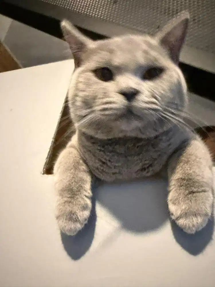 Jasa Pacak Kucing BSH