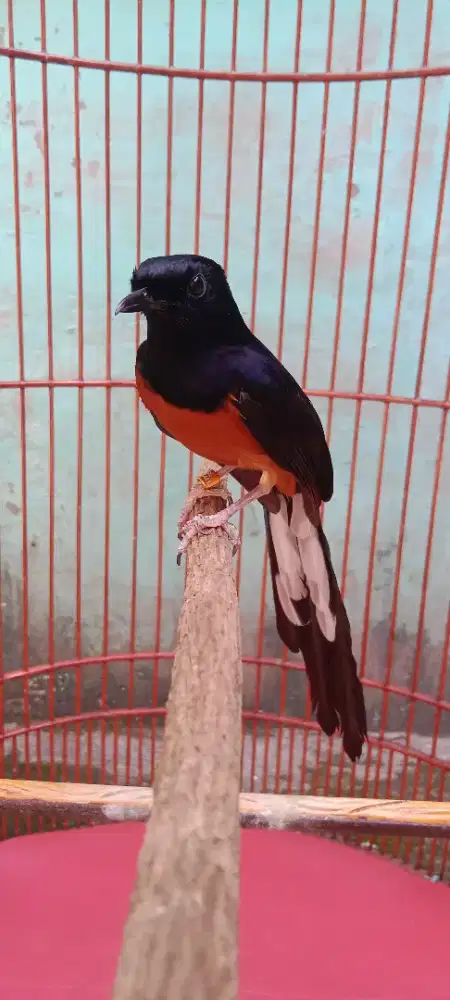 Murai gacor dor mental fighter gya neken lwan