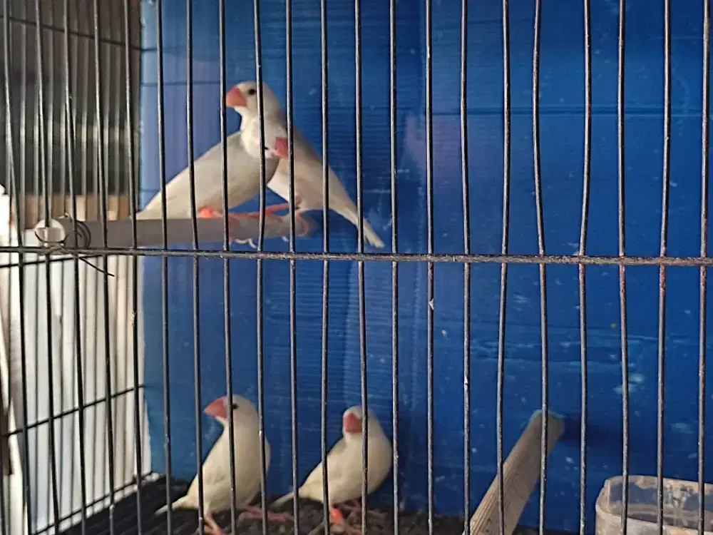 Burung gelatik putih