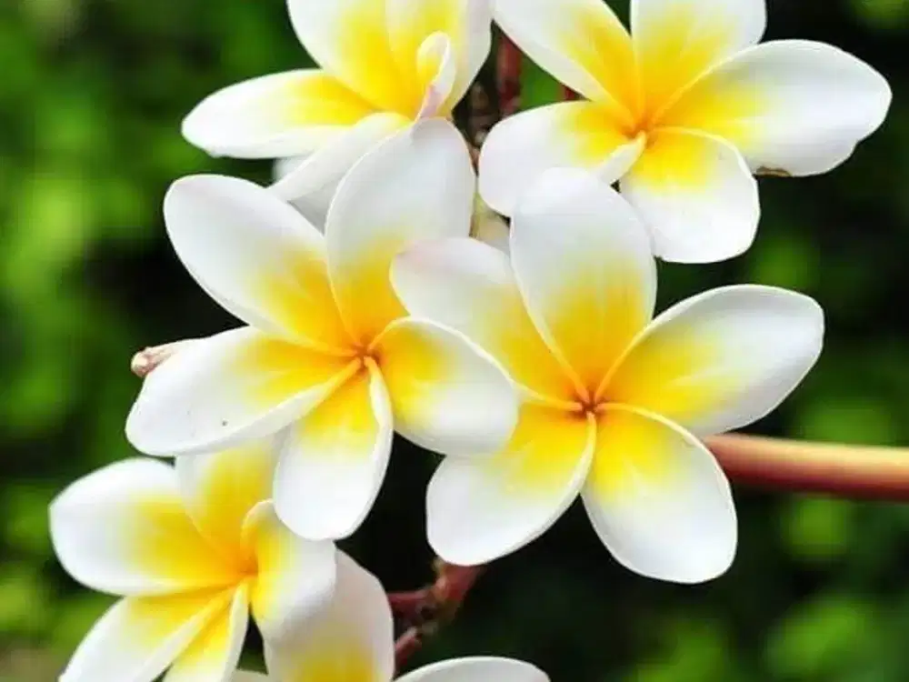 JUAL CEPAT APARTEMEN MTH SQUARE, 2 BED ROOM, FULLY FURNISHED, LOKASI STRATEGIS, JAKARTA TIMUR