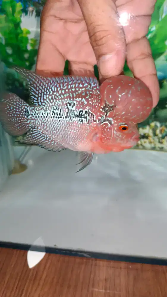 Louhan srd merah merona