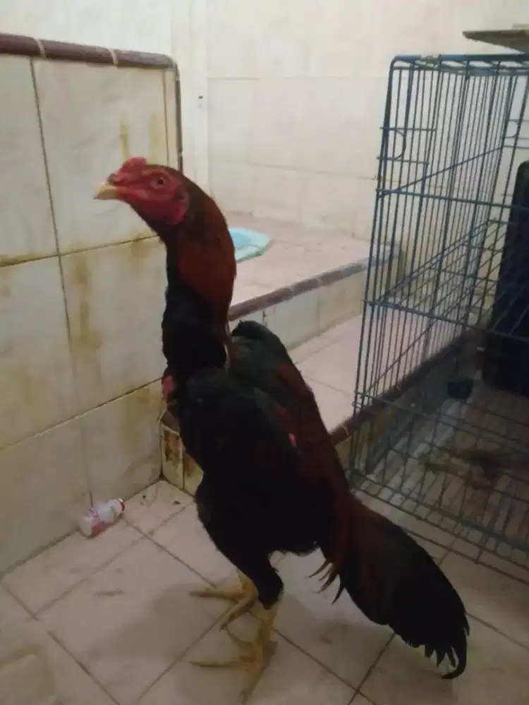 Ayam bk super 8 bulan