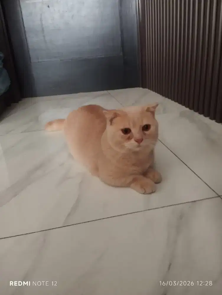 Dijual kucing gaelic