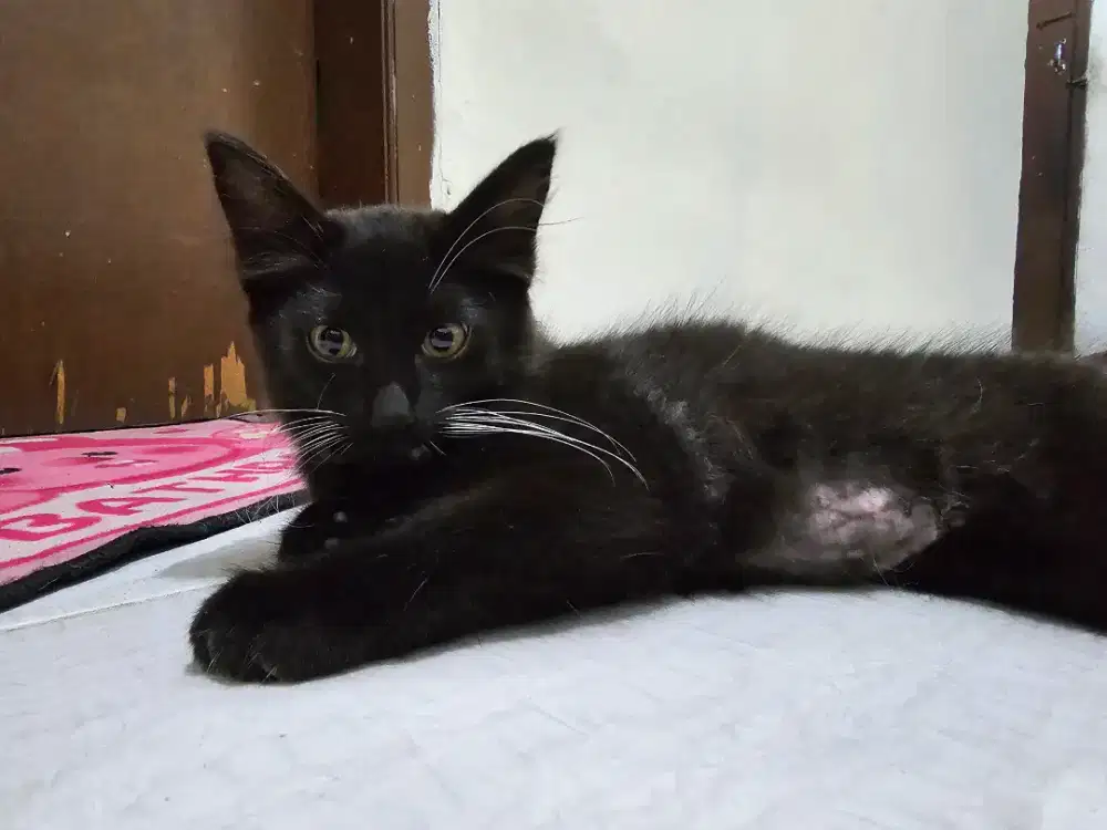 Gratis adopsi 2 kitten umur 10 minggu