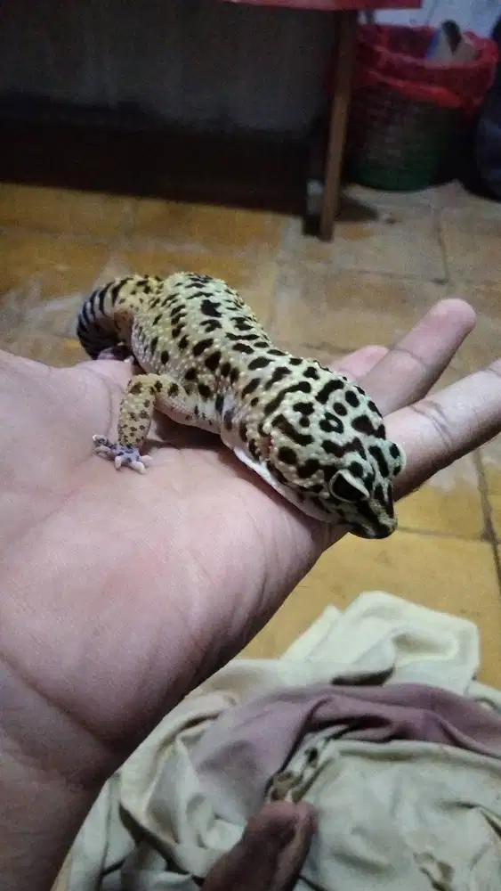leopard gecko , female