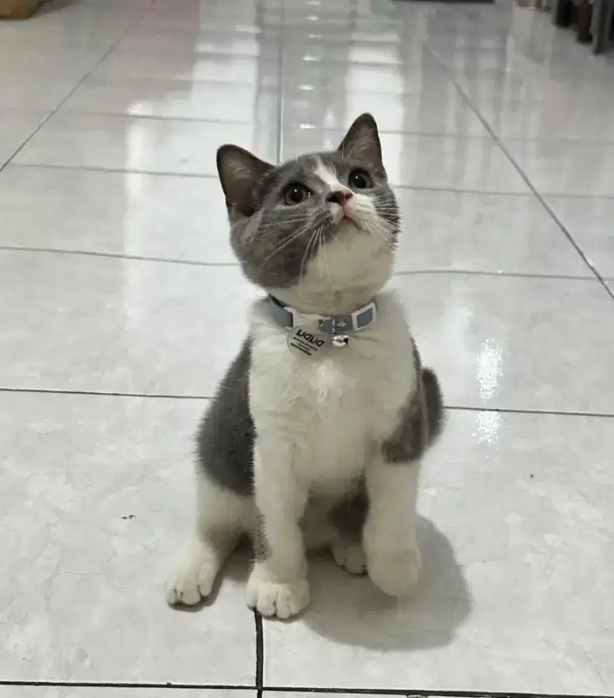 BSH Bicolor Blue Jantan