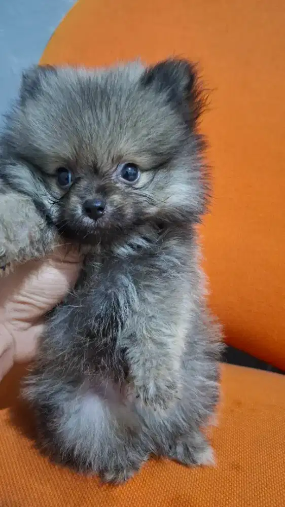 Jantan Supermini Pomeranian