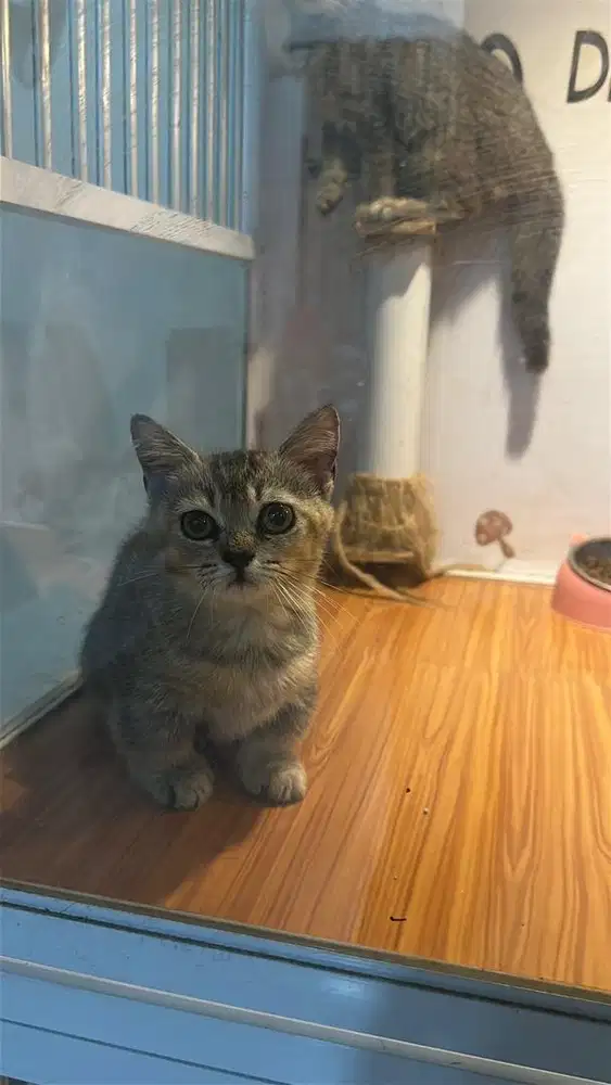 Munchkin bsh golden ny25 jantan 3 bulan