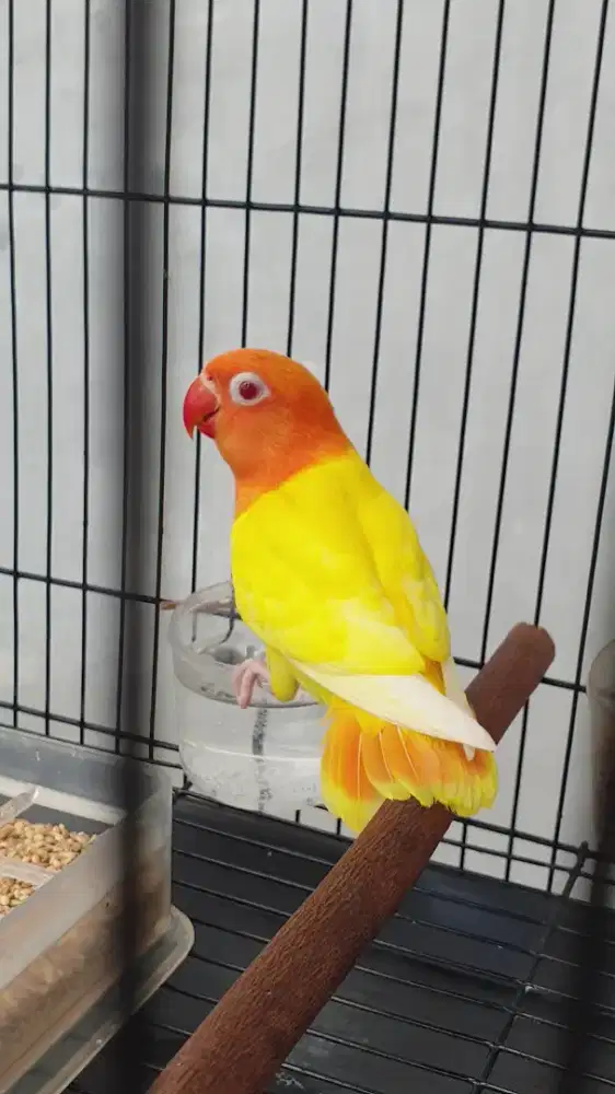 Lovebird biola lutino mata merah