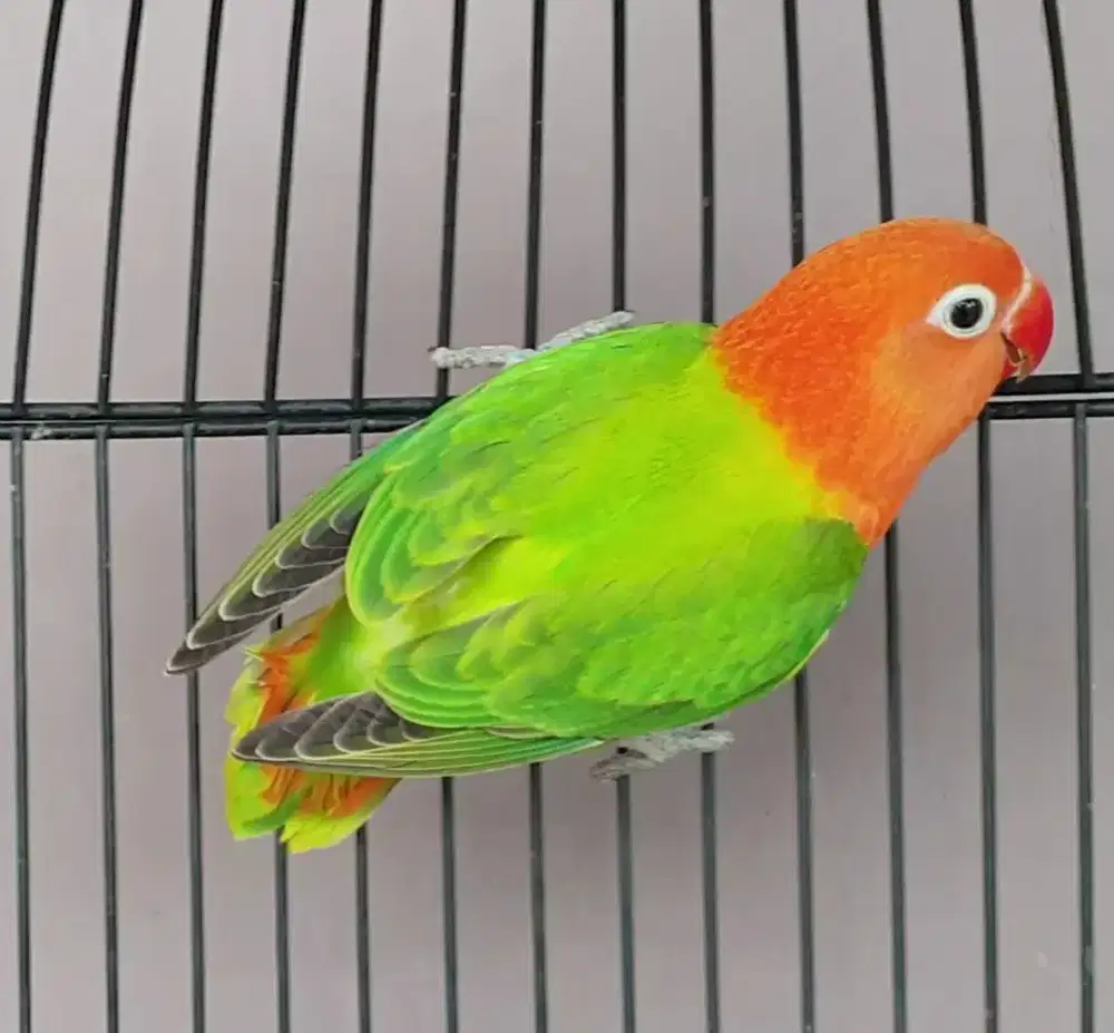 Lovebird biola green pedas