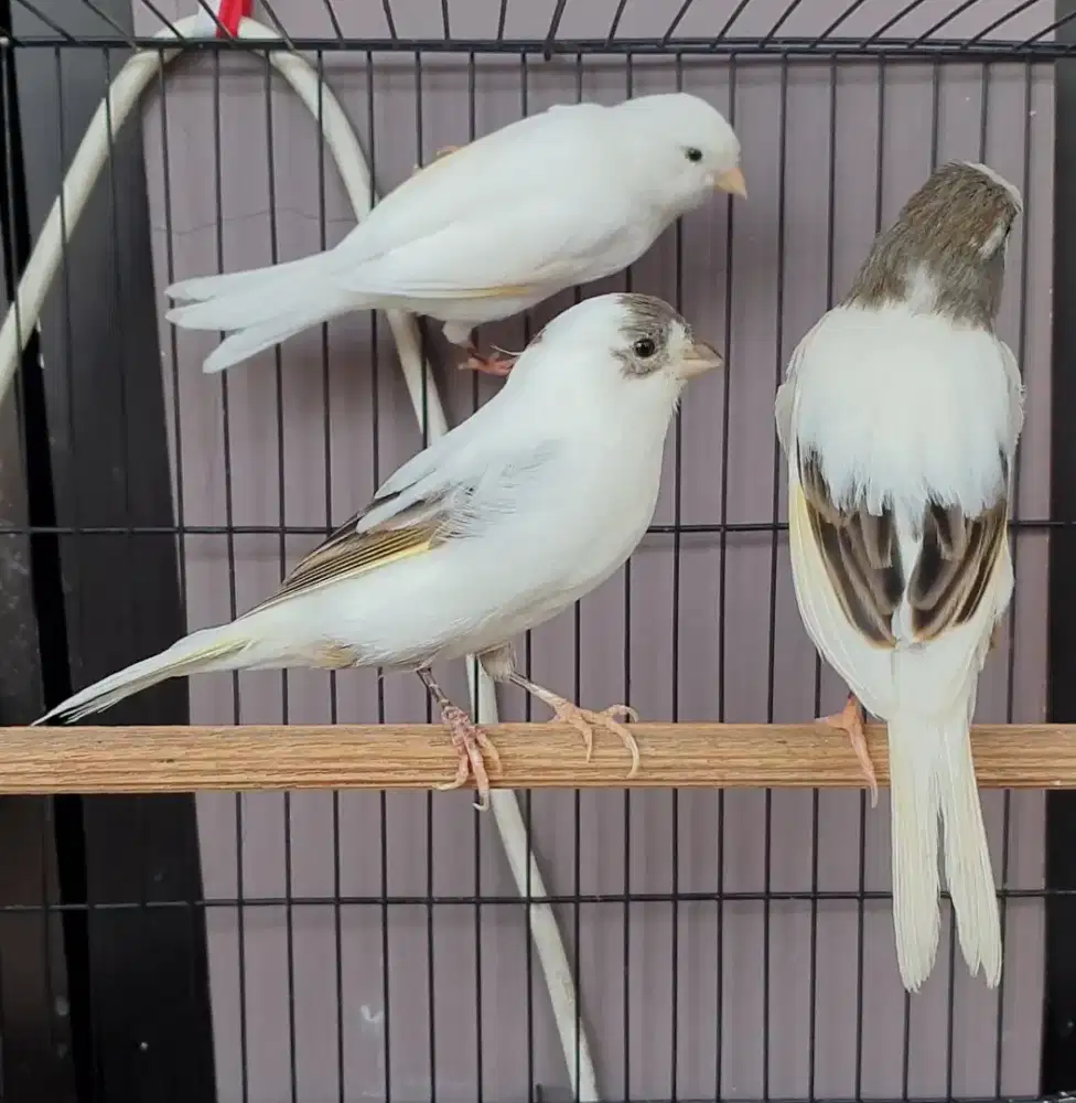 3 ekor kenari loper betina dara siapan