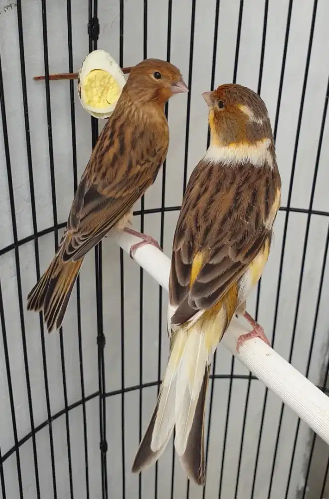 Kenari betina gendong anak 1