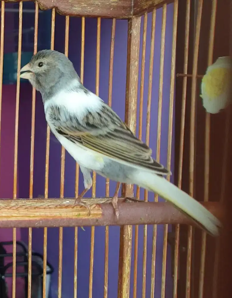 Kenari panda abu putih bujang gacor