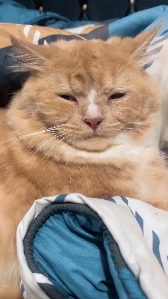 Open adopsi kucing persia medium mix persia