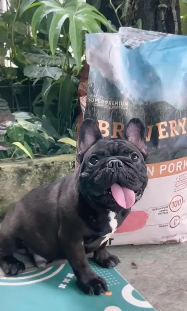 Frence bulldog jantan