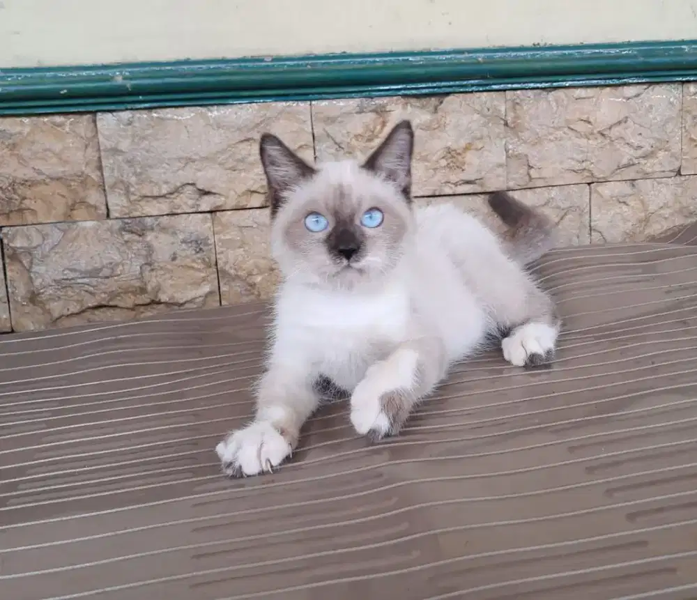Kucing Snowshoe