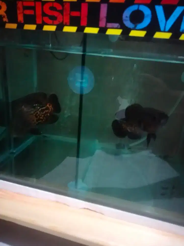 Di jual ikan oscar tiger 2 ekor uk 2 jari lebih karna mau ganti ikan..