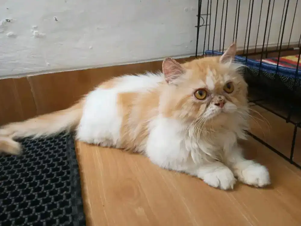 LEPAS ADOPSI JANTAN PERSIA 4BULAN FULL VAKSIN