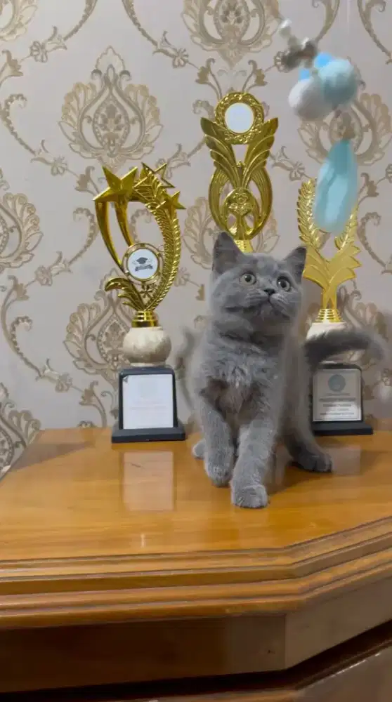 Kitten BSH Murmer Pure No.Mix