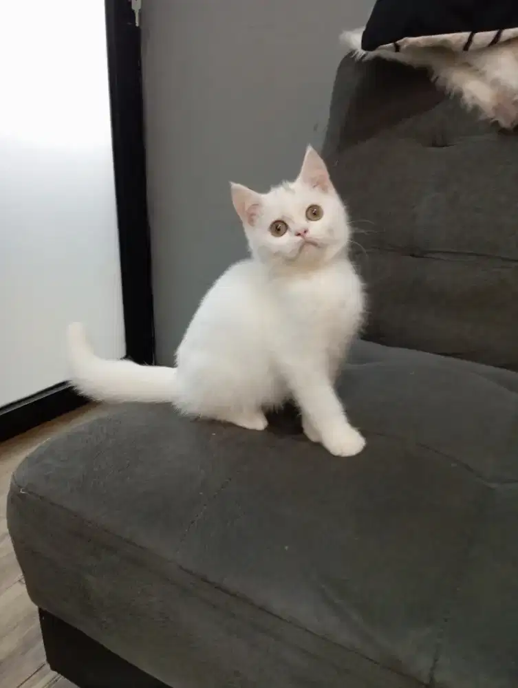 Kitten BSH Scottish jantan