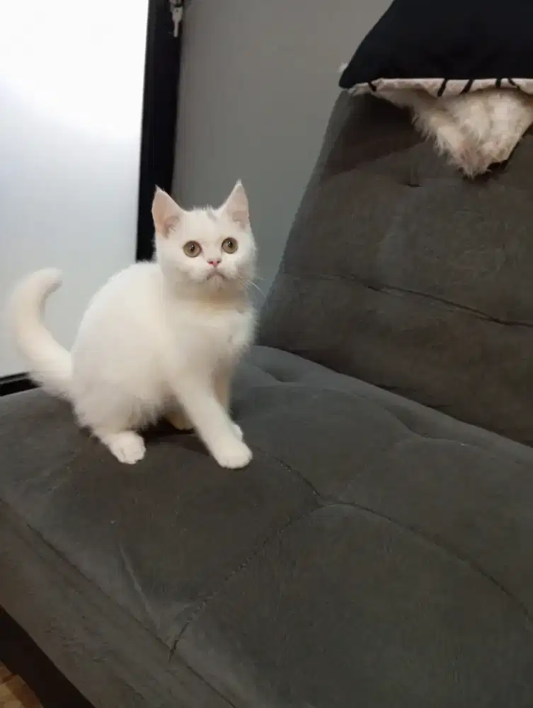 Kitten British  Shorthair Scottish jantan