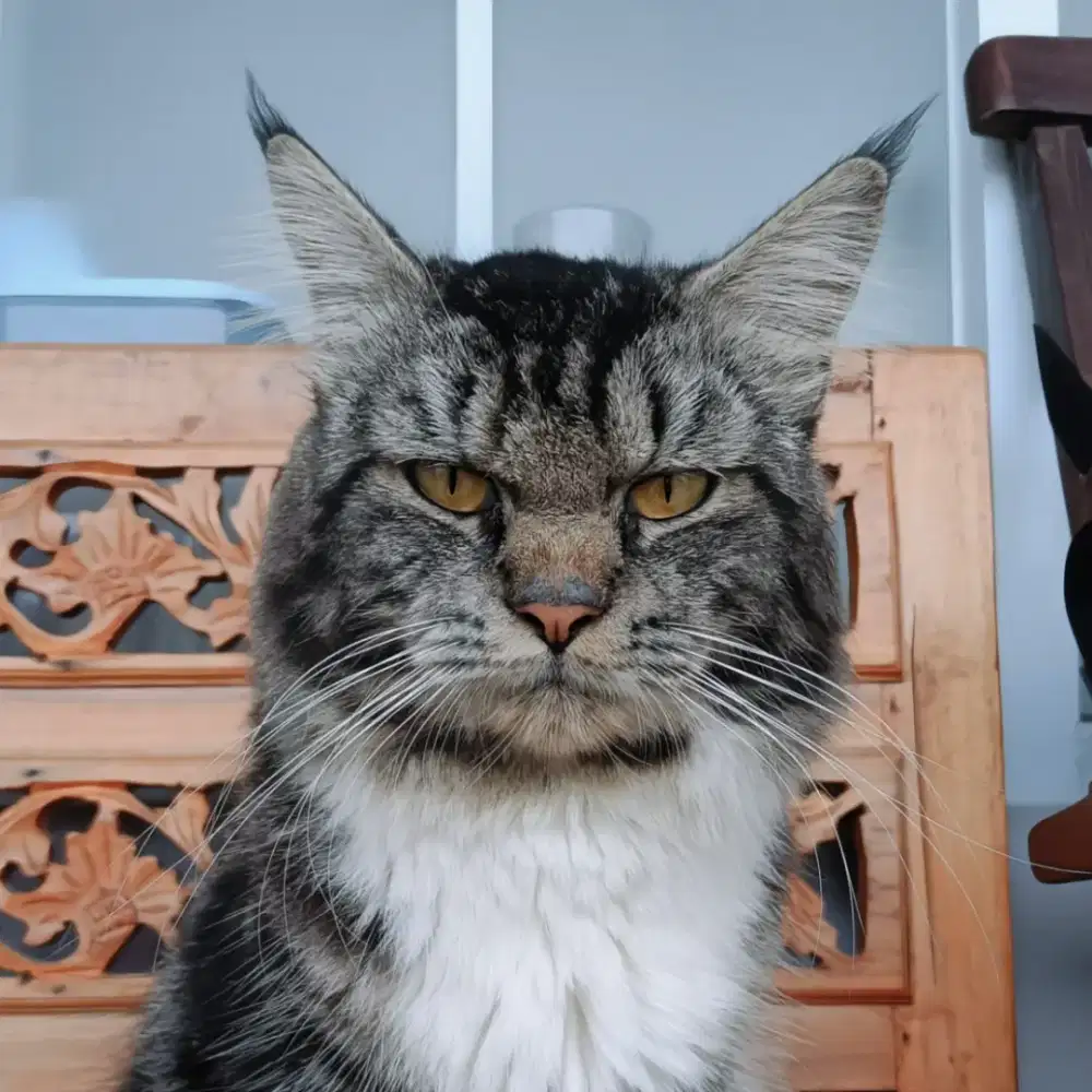 Open Adopt Maincoon mix Persian Jantan