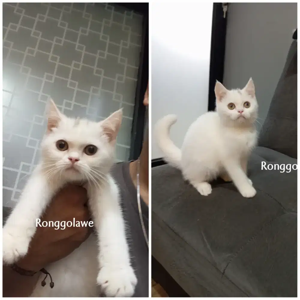 Kitten BSH Scottish straight jantan