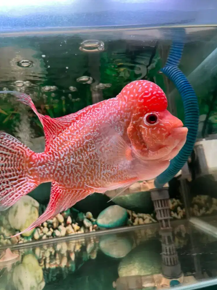 Ikan louhan GB 4 Jari